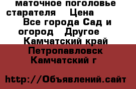 маточное поголовье старателя  › Цена ­ 3 700 - Все города Сад и огород » Другое   . Камчатский край,Петропавловск-Камчатский г.